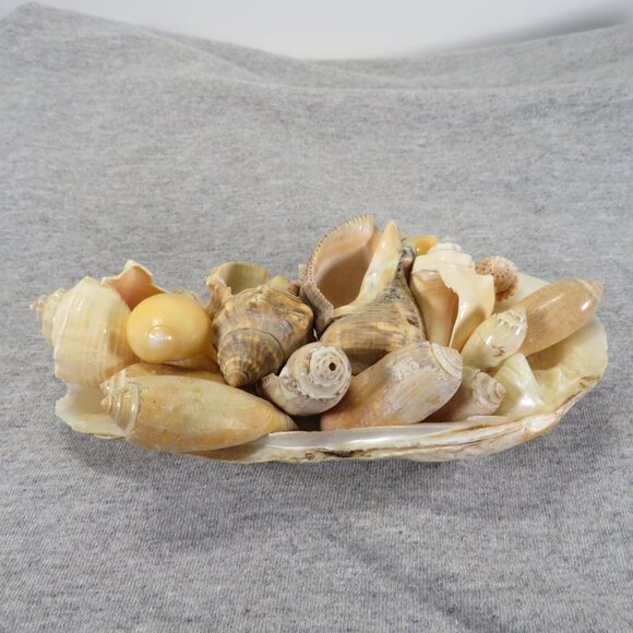 Hiatella arctica mother of pearl polished finish REAL with other shells - Picture 1 of 13